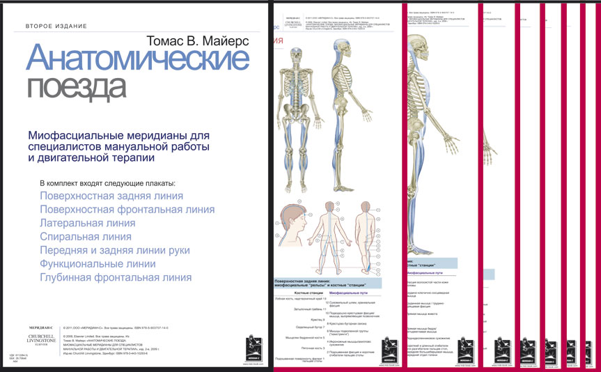 Томас В. Майерс. Плакаты Анатомические поезда: Миофасциальные меридианы для специалистов мануальной работы и двигательной терапии, Набор плакатов